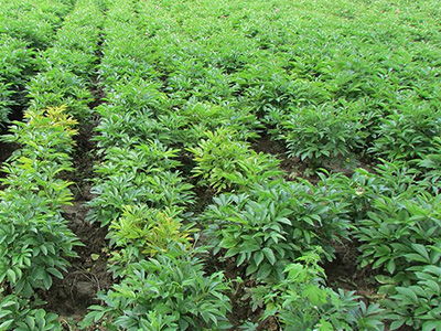 云南優(yōu)質(zhì)丹參種植與亳州印開(kāi)中藥材技術(shù)咨詢