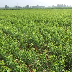 乾納瑞農(nóng)業(yè)科技 桃樹(shù)苗與中草藥科技融合的專業(yè)咨詢平臺(tái)