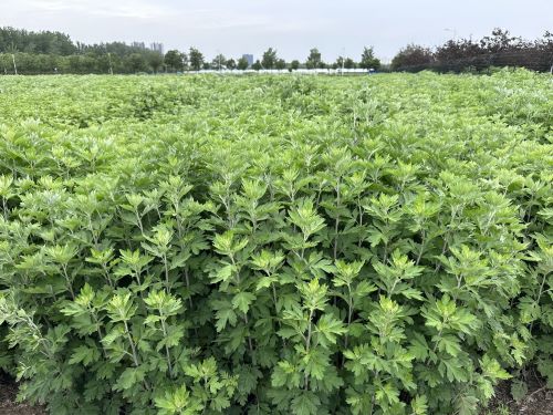 強化科技支撐，從源頭提升中藥材質量——河南省農科院中藥材研究所技術咨詢服務探索