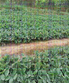 甜查理草莓苗種植技術(shù)與中草藥科技咨詢?cè)阪?zhèn)江的應(yīng)用前景