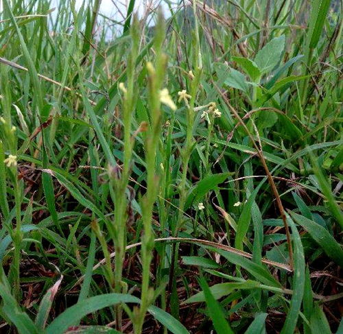 疳積草 被忽視的鄉(xiāng)野寶藏，中草藥科技領(lǐng)域的價(jià)值重塑