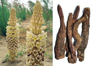 中草藥科技領(lǐng)域技術(shù)咨詢 定義、范疇與價(jià)值解析