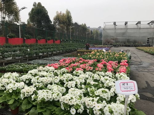 溫江花卉產(chǎn)業(yè)復(fù)蘇與中草藥科技咨詢的雙重奏 春回大地，科技賦能